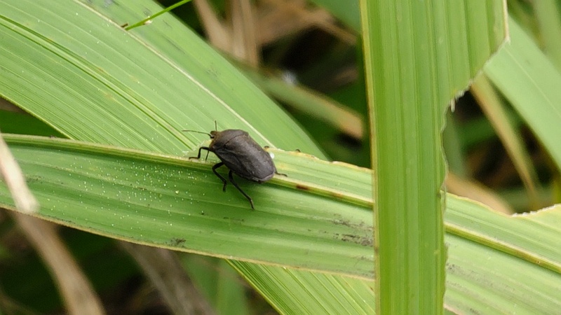 キショウブのイネクロカメムシ 東京都大田区平和の森公園