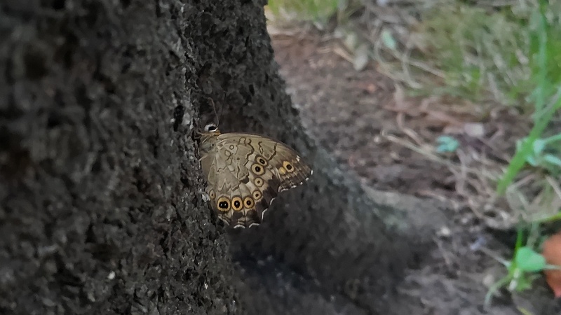 シラカシのサトキマダラヒカゲの♀ 東京都大田区平和の森公園