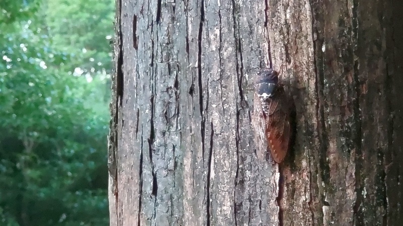 メタセコイアのアブラゼミ 東京都大田区平和の森公園