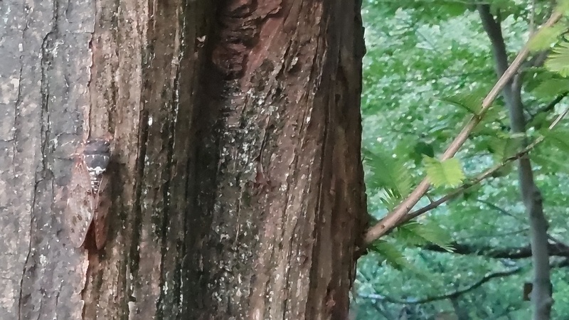 メタセコイアのアブラゼミ 東京都大田区平和の森公園