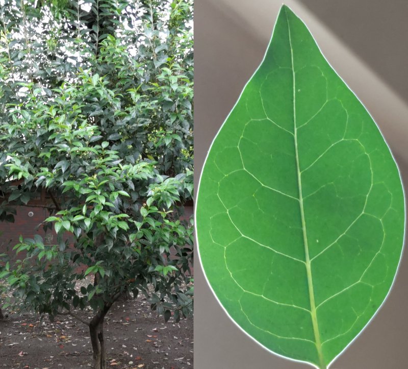 トウネズミモチの葉 東京都大田区平和島公園