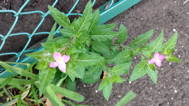 ユウゲショウ 東京都大田区平和島公園