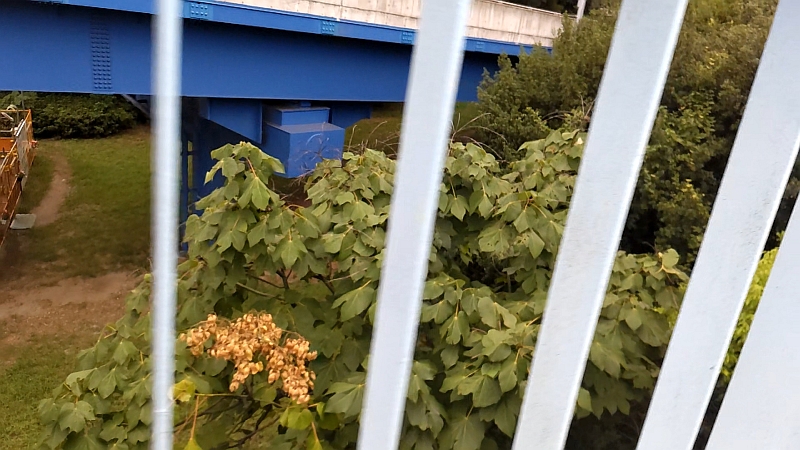 アオギリの果実 東京都大田区平和島公園