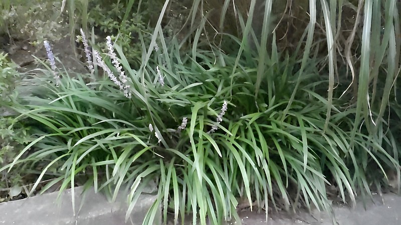 ノシランの花 東京都大田区平和島公園