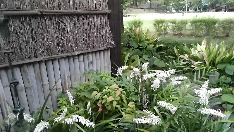 ノシランの花 東京都大田区平和島公園