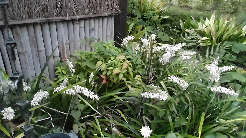 ノシランの花 東京都大田区平和島公園
