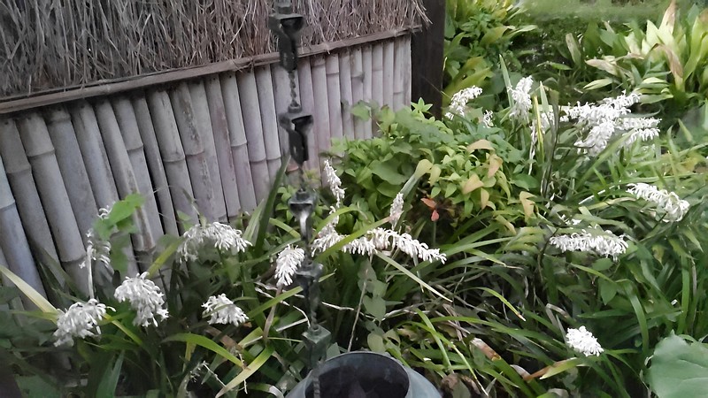 ノシランの花 東京都大田区平和島公園