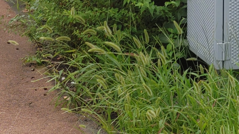 エノコログサ 東京都大田区大和大橋