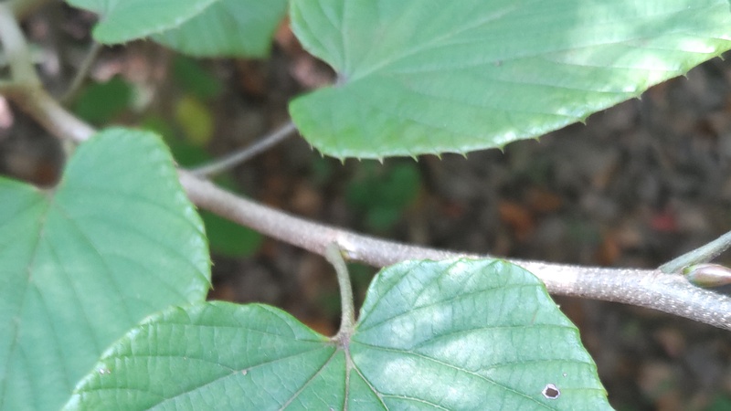 トサミズキ 東京都大田区平和の森公園
