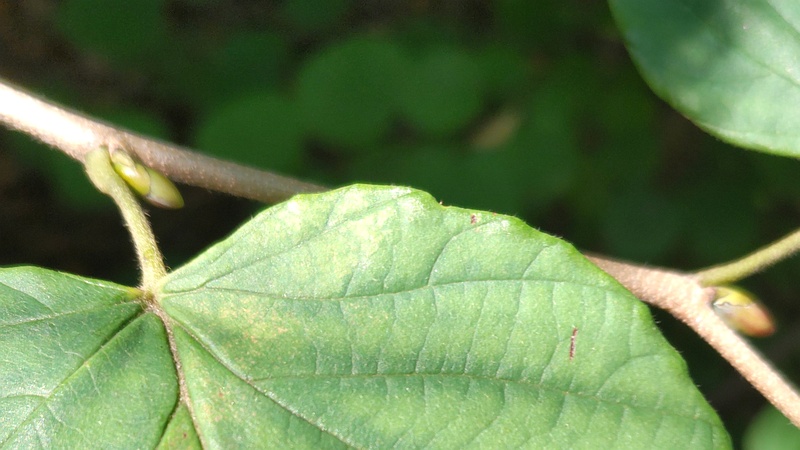 トサミズキ 東京都大田区平和の森公園
