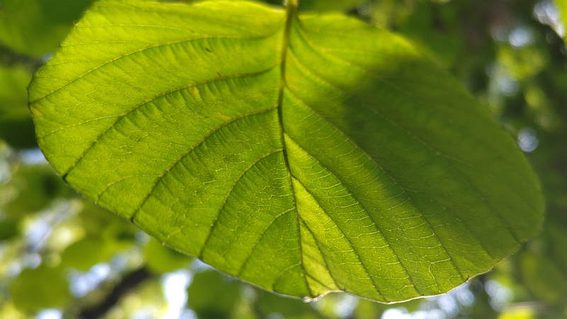 トサミズキ 東京都大田区平和の森公園