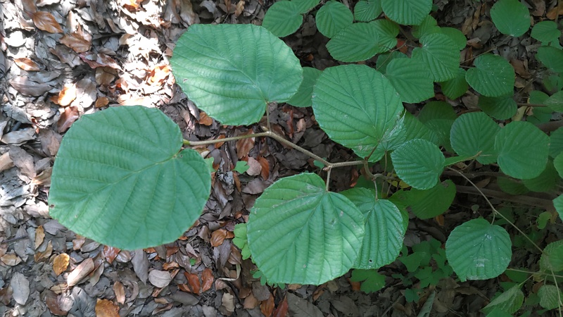 トサミズキ 東京都大田区平和の森公園