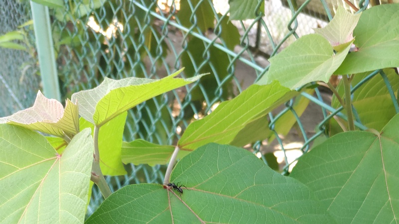 アカメガシワとアリ 東京都大田区平和の森公園