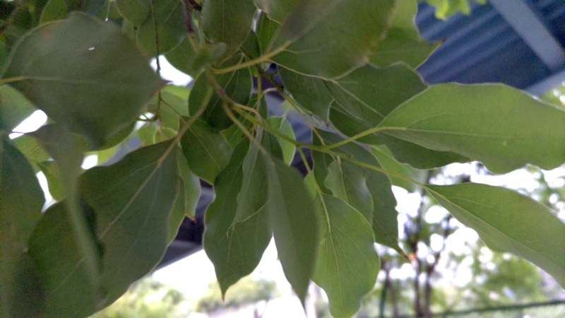 クスノキの葉の裏側 東京都大田区平和島公園