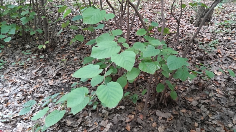 トサミズキ 東京都大田区平和の森公園