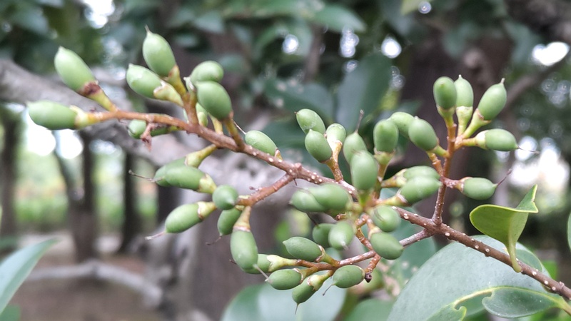 ネズミモチの果実 東京都大田区平和島公園
