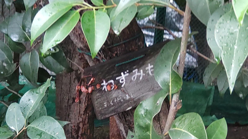 ねずみもちの名札 東京都大田区平和の森公園