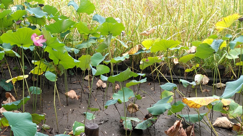 蓮池 東京都大田区平和の森公園