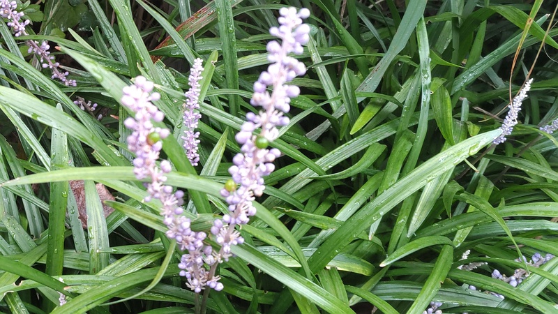ヤブランの果実と花 東京都大田区平和島公園