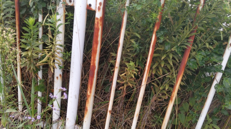 セイタカアワダチソウ 東京都大田区大和大橋