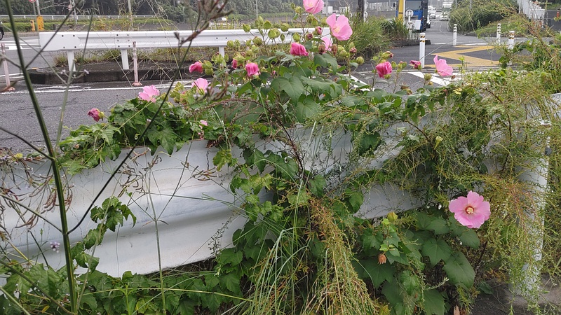 フヨウの花 東京都大田区大和大橋