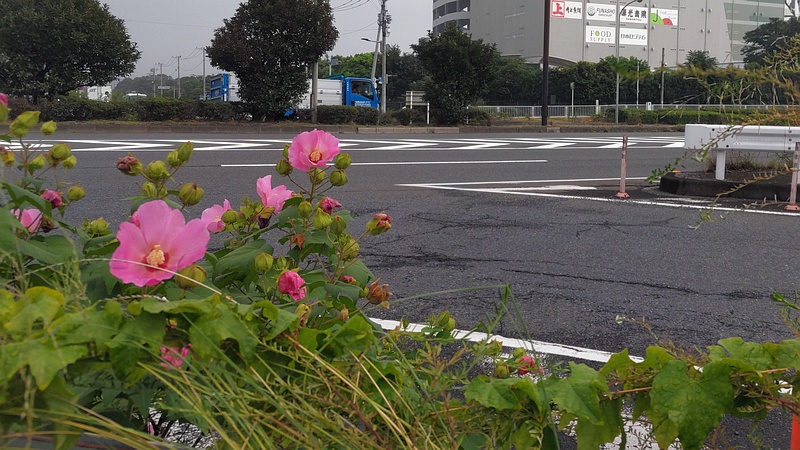 フヨウの花 東京都大田区大和大橋