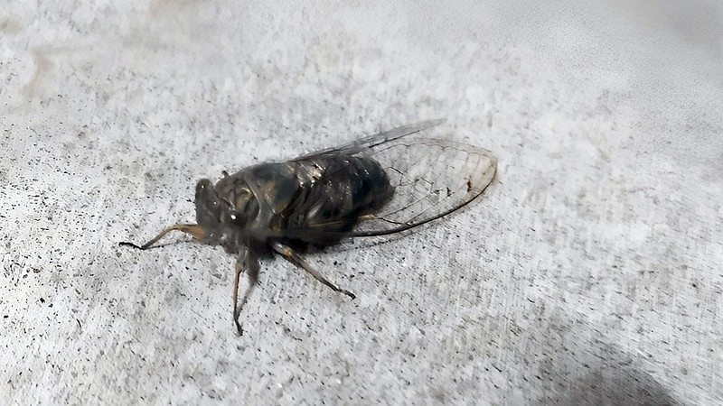 ツクツクボウシ 横浜市旭区中希望が丘