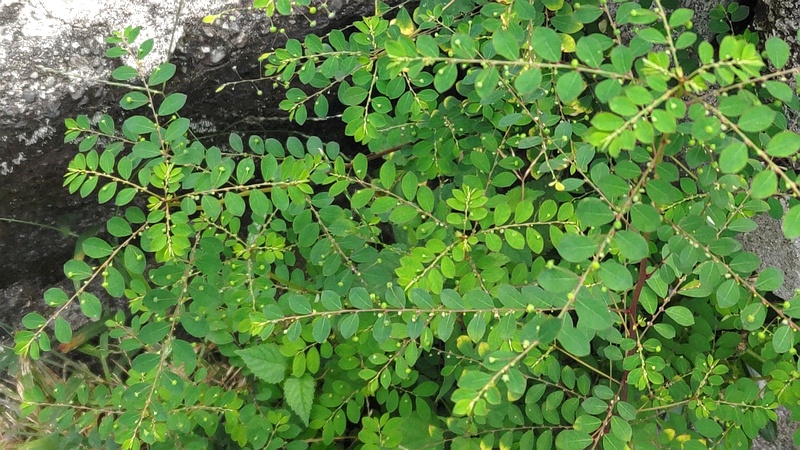 コミカンソウ 横浜市旭区中希望が丘