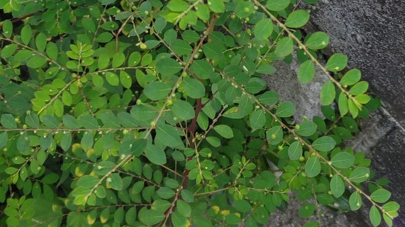 コミカンソウ 横浜市旭区中希望が丘