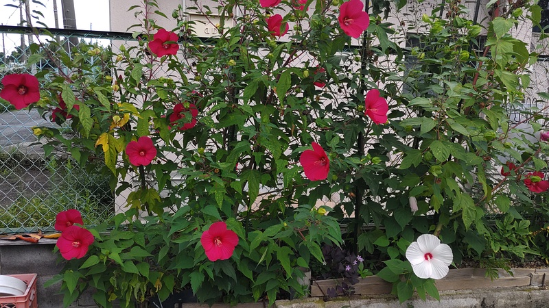 アメリカフヨウ 横浜市旭区鶴ヶ峰本町