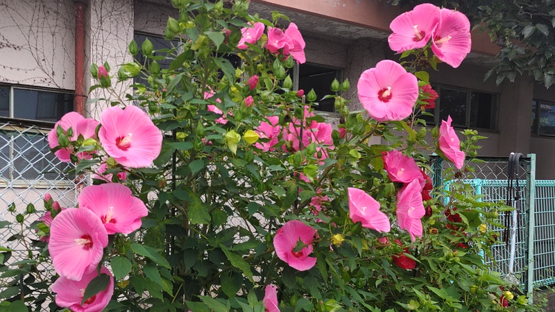 アメリカフヨウ 横浜市旭区鶴ヶ峰本町