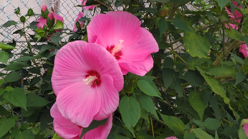 アメリカフヨウ 横浜市旭区鶴ヶ峰本町