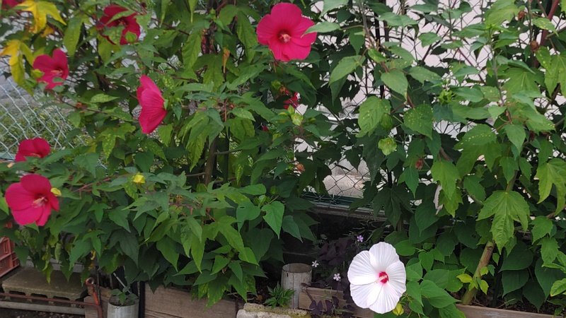 アメリカフヨウ 横浜市旭区鶴ヶ峰本町