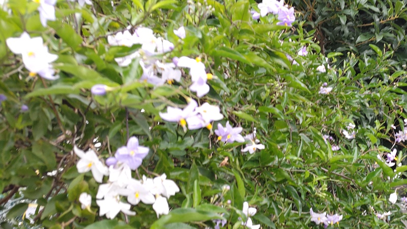 ツルハナナス 横浜市旭区鶴ヶ峰本町