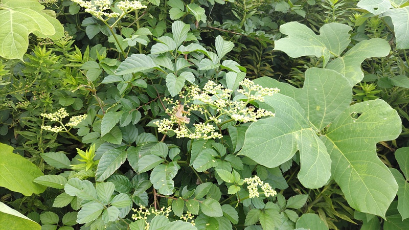 ヤブガラシのニホンカナヘビ 横浜市旭区鶴ヶ峰本町