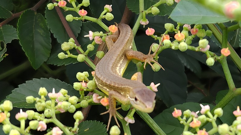 ヤブガラシのニホンカナヘビ 横浜市旭区鶴ヶ峰本町