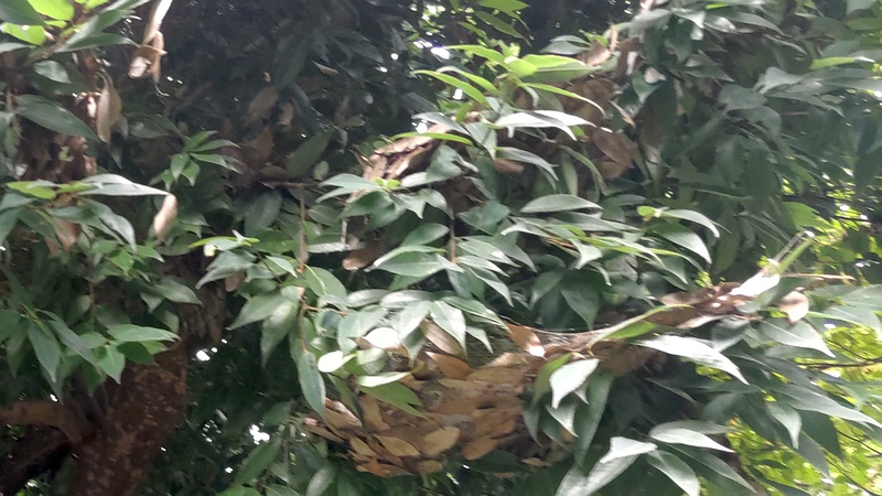 シラカシ 横浜市旭区帷子川親水緑道