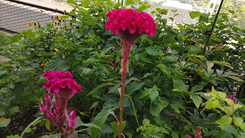 ケイトウ 横浜市旭区今宿南町