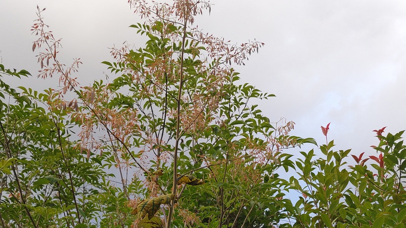 タケニグサの果実 横浜市旭区中希望が丘