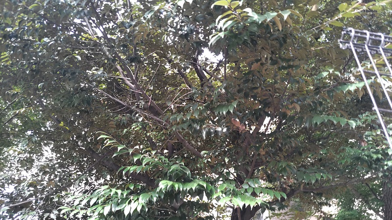 シラカシ 東京都大田区平和の森公園