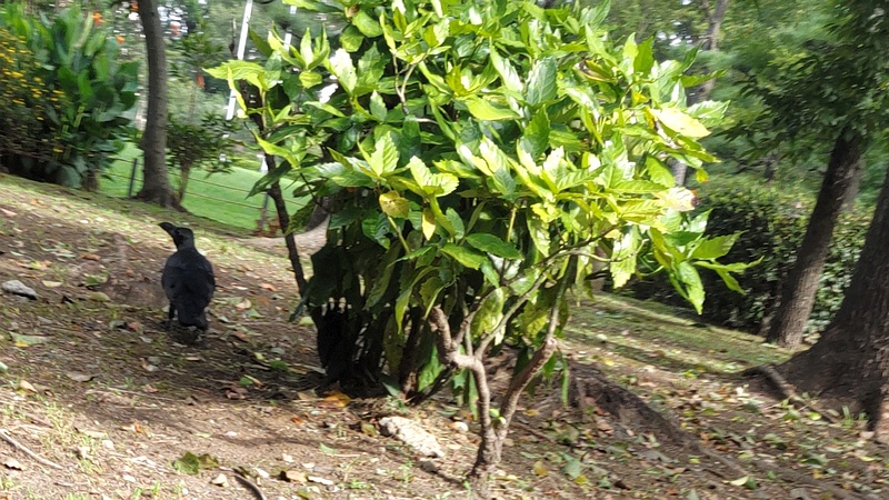 アオキとハシブトガラス 東京都大田区平和島公園
