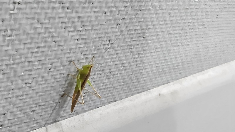 ウスイロササキリの雌 東京都大田区東海