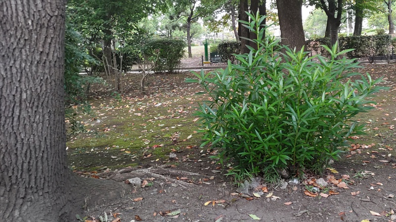 キョウチクトウ 東京都大田区平和島公園