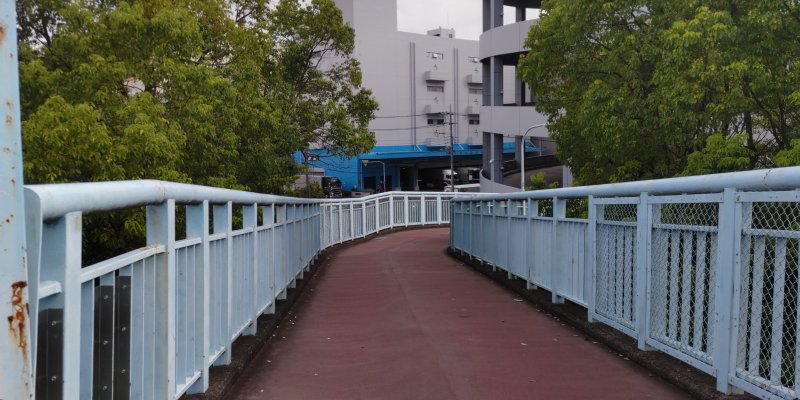 歩道橋両側のクスノキ 東京都大田区平和島公園