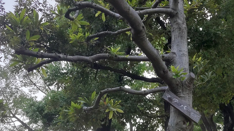 マテバシイの名札 東京都大田区平和島公園
