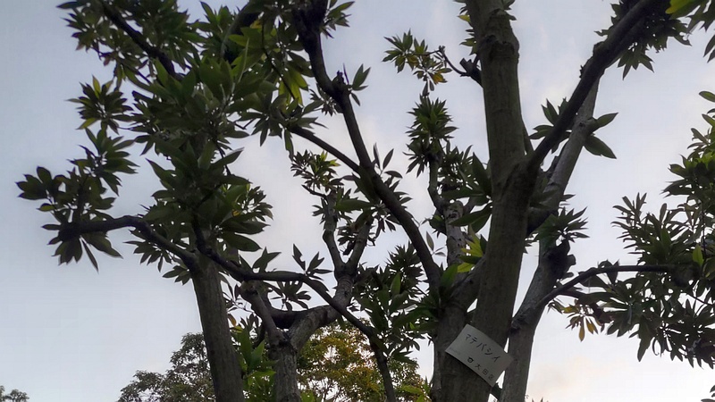 マテバシイの名札 東京都大田区平和島公園