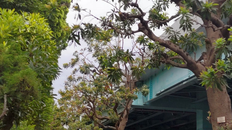 ヤマモモ 東京都大田区平和島公園