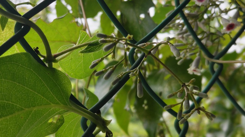 ヘクソカズラの花と蕾 東京都大田区平和島公園