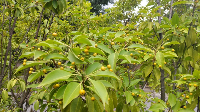 ソヨゴの果実 東京都大田区平和島公園