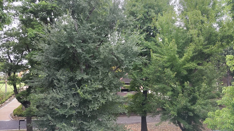 アキニレ、モミジバフウ、クスノキ 東京都大田区平和島公園